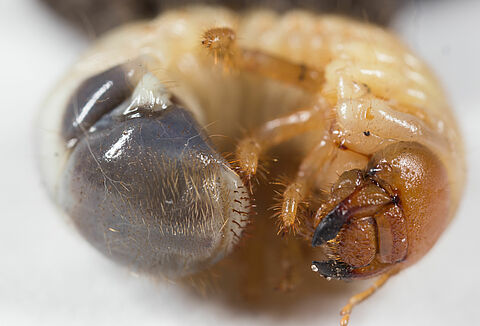 Triturador de jardim