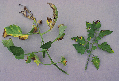 Cancro bacteriano do tomateiro