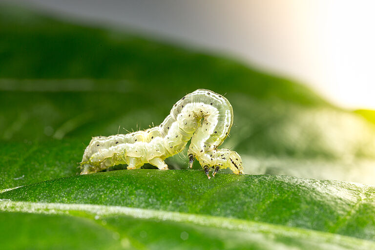 Golden twin-spot moth Chrysodeixis chalcites Larva