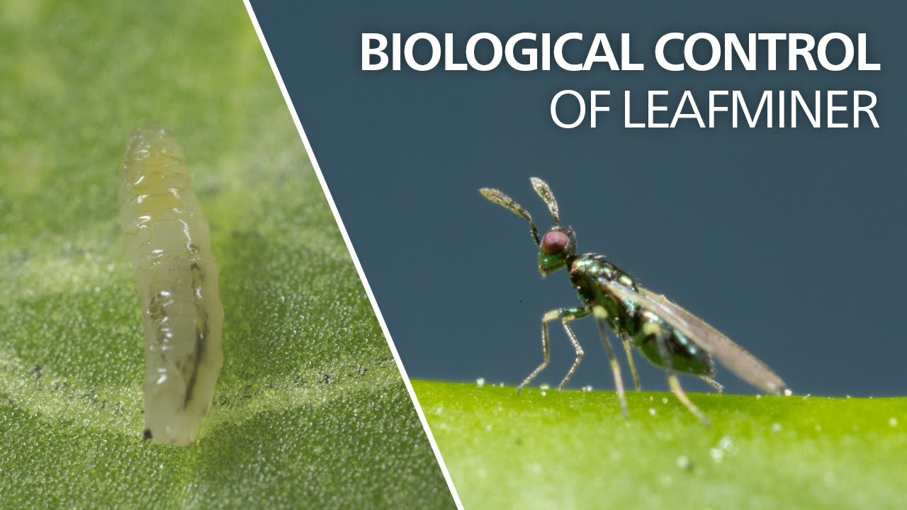 Biological control of leaf miner - Diglyphus isaea Biological control of leaf miner - Diglyphus isaea