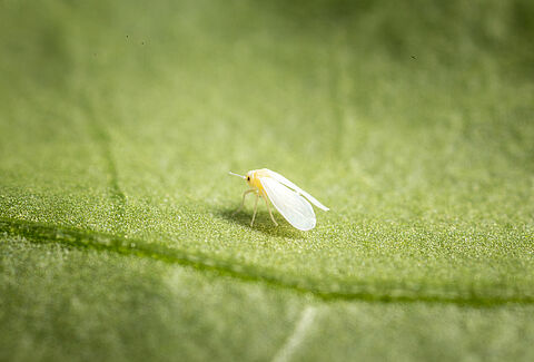 Mosca branca das estufas