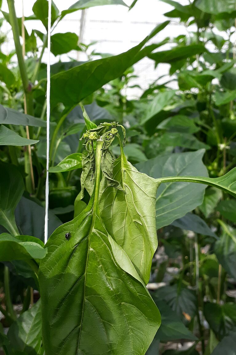 Damage in sweet pepper caused by the Southern Green Stink bug Nezara viridula