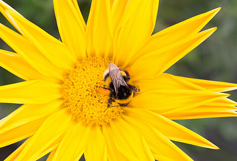 Como proteger os abelhões do calor