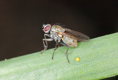 Mosca da cebola
