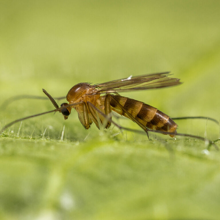 Fungus gnats Lyprauta Cambria