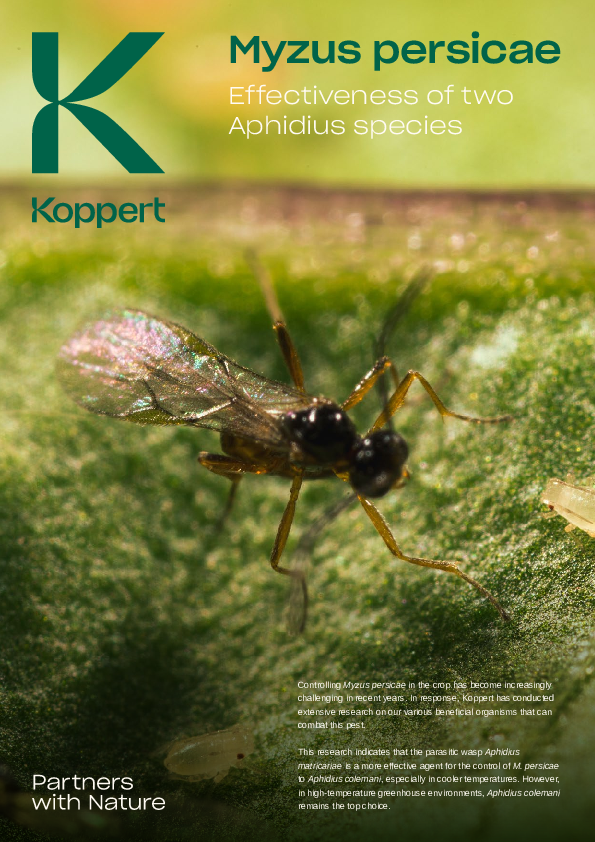 Controlo eficaz de Myzus persicae