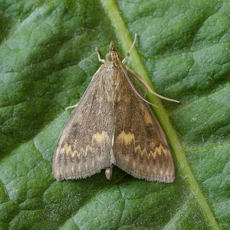 The European maize borer Ostrinia nubilalis