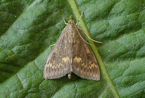 Broca europeia do milho