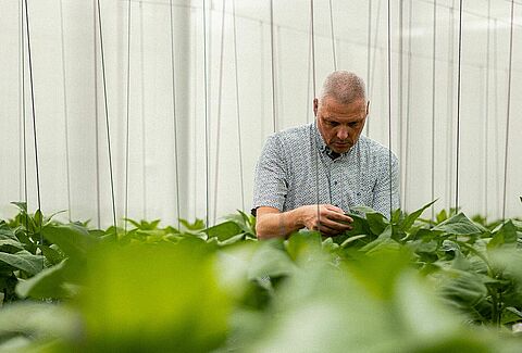 Pioneiros dos ácaros predadores: Uma viagem de inovações em biocontrolo