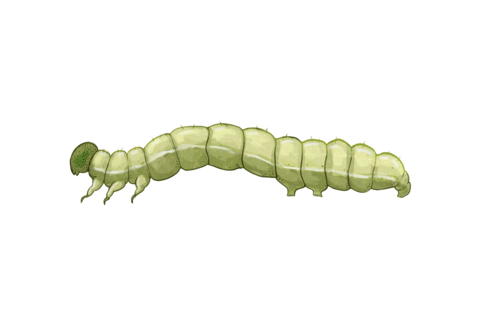Lagartas