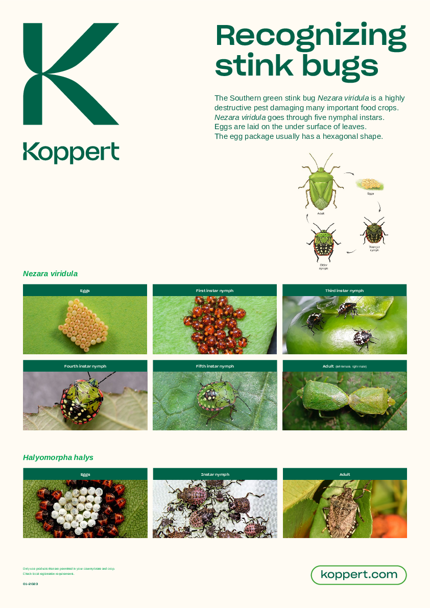 Reconhecer os insectos fedorentos