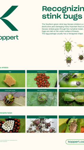 Poster - Recognizing stink bugs