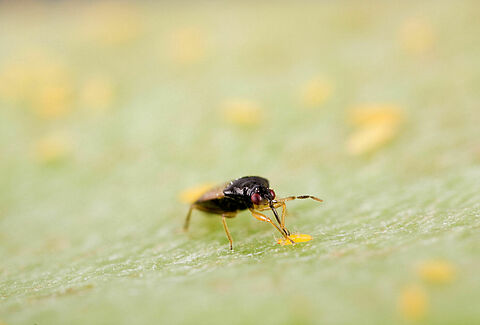 Insectos predadores