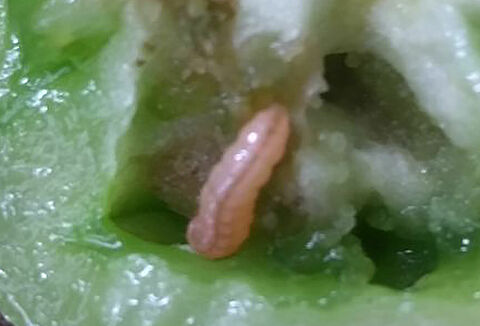 Broca pequena do tomateiro