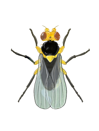 Tomato leaf miner Liriomyza bryoniae adult