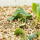 Black-leg of seedlings Pythium ultimum in petri dish