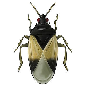 Orius laevigatus jovem adulto