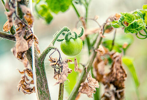 Vírus do mosaico da pera-melão