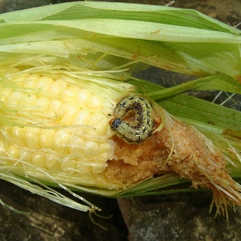 Larva of the Bollworm Helicoverpa zea
