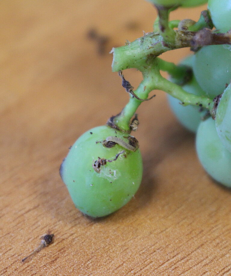 Damaged grapes with larval stage of the European grapevine moth Lobesia botrana