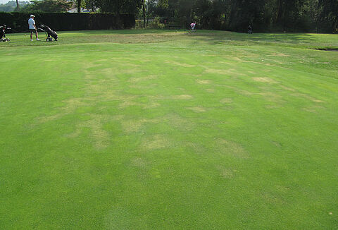 Podridão das raízes
