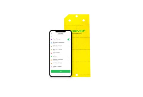 Observação das culturas