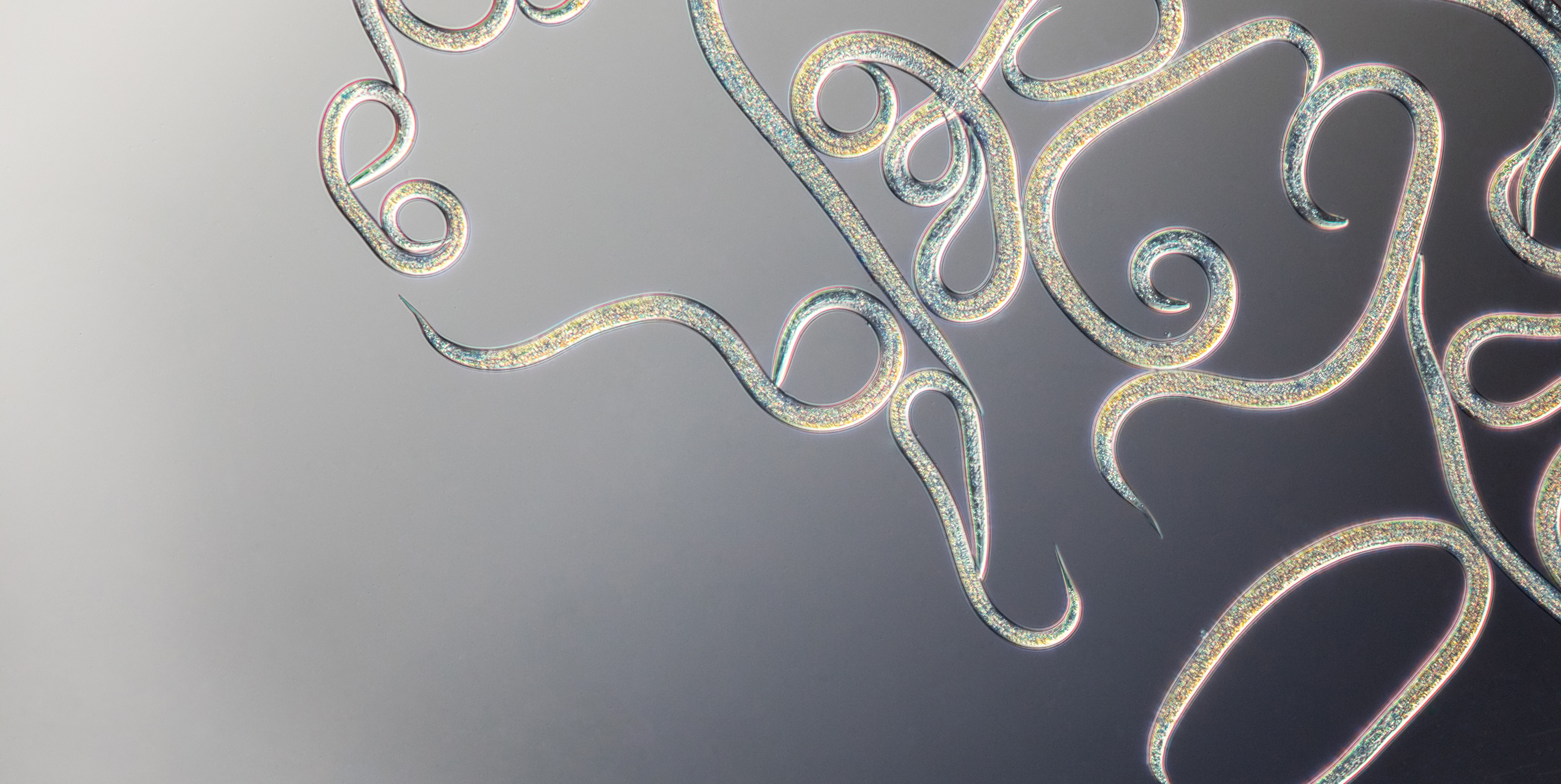 Perguntas frequentes sobre nemátodos