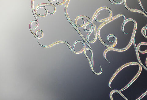 Perguntas e Respostas Nematoides