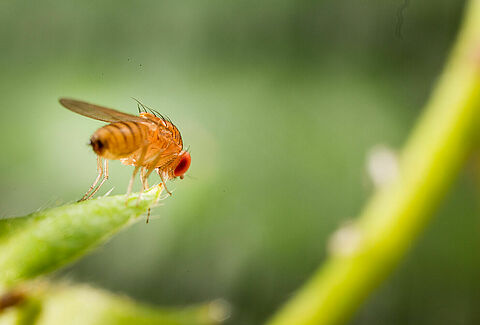 Drosophila de asa manchada
