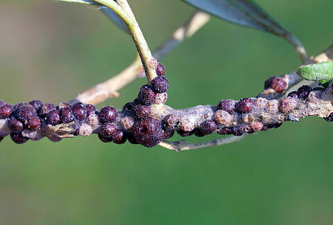 Escama de azeitona