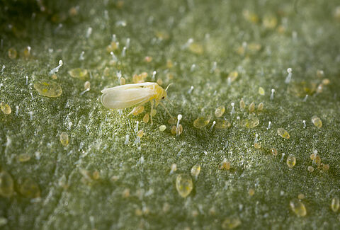 Mosca-branca