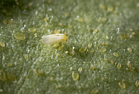 Mosca-branca