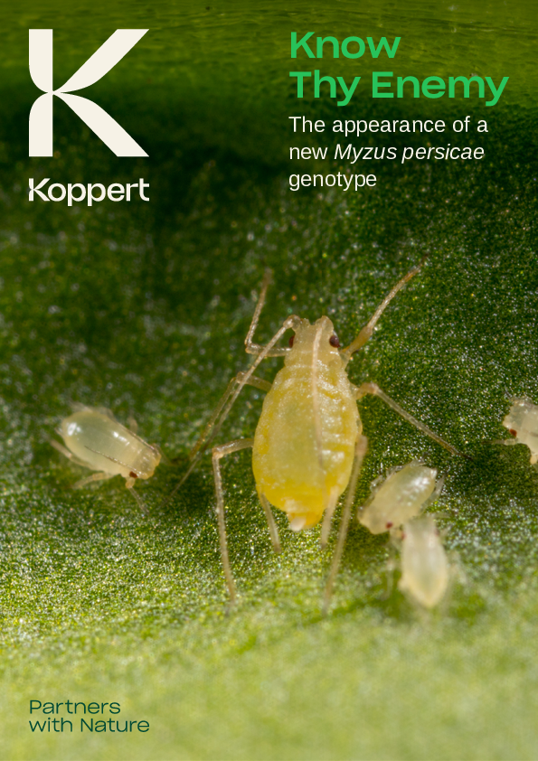 Um novo genótipo de Myzus persicae