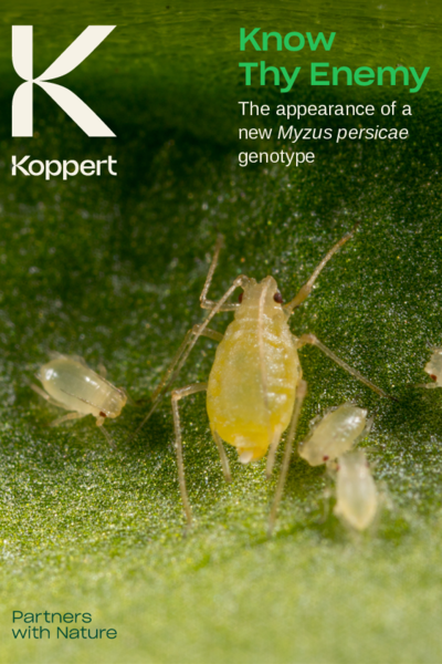 Um novo genótipo de Myzus persicae