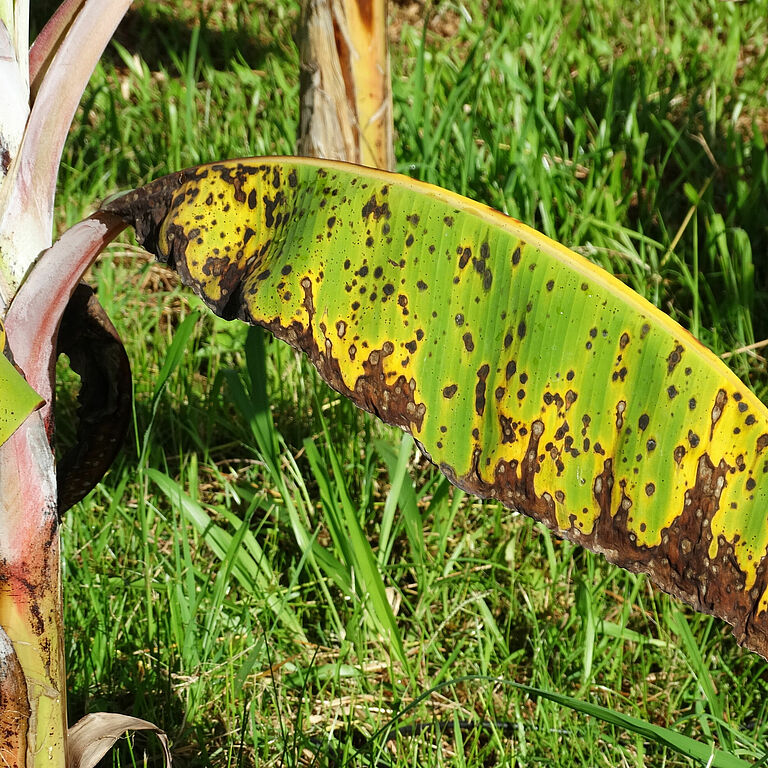 Banana plant damage caused by Black Sigatoka disease Mycosphaerella fijiensis