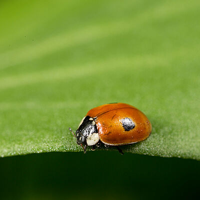Adalia bipunctata fase adulta
