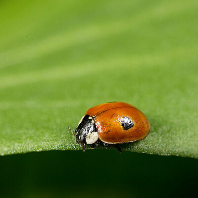 Adalia bipunctata fase adulta