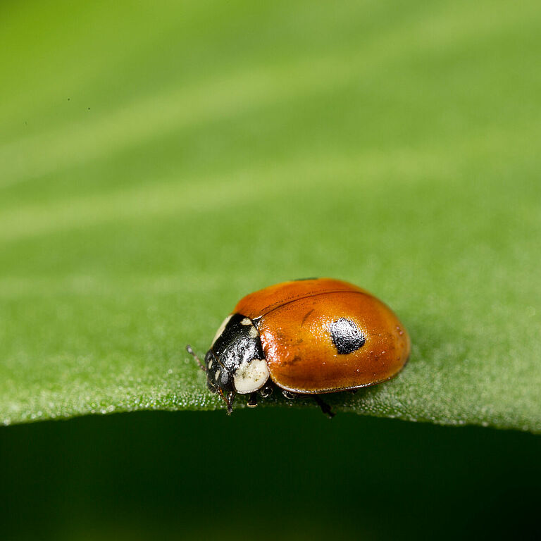 Adalia bipunctata fase adulta