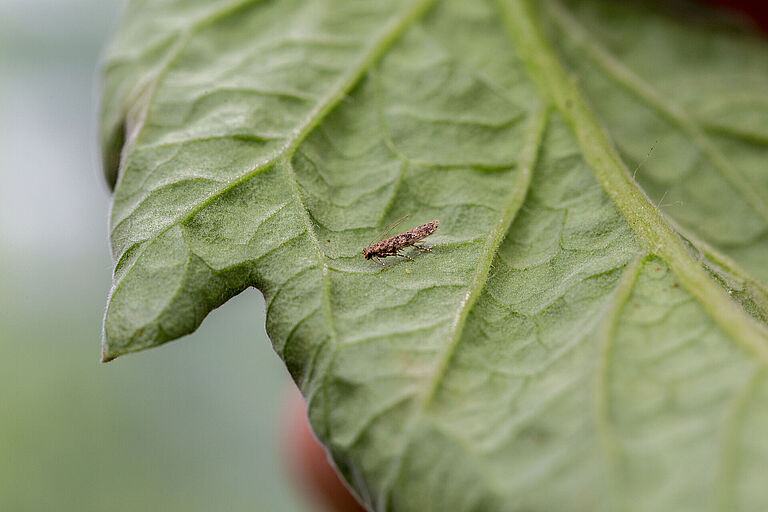 Adult of the Tomato leafminer Tuta absoluta