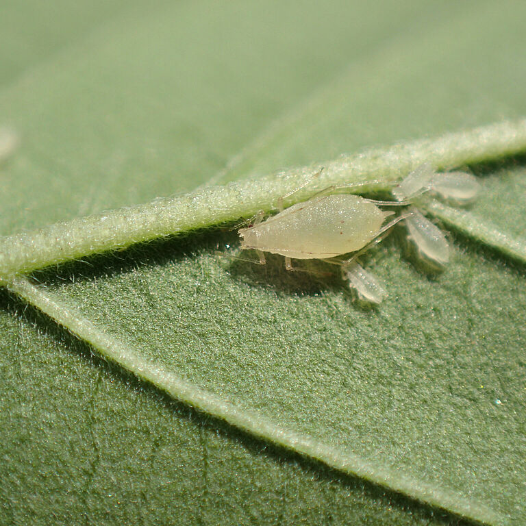 Cannabis Aphid Phorodon cannabis