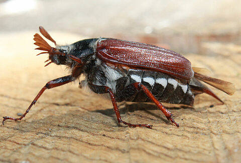 Cockchafer comum