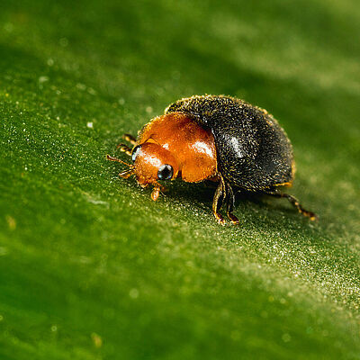 Crypolaemus montrouzeri fase adulta