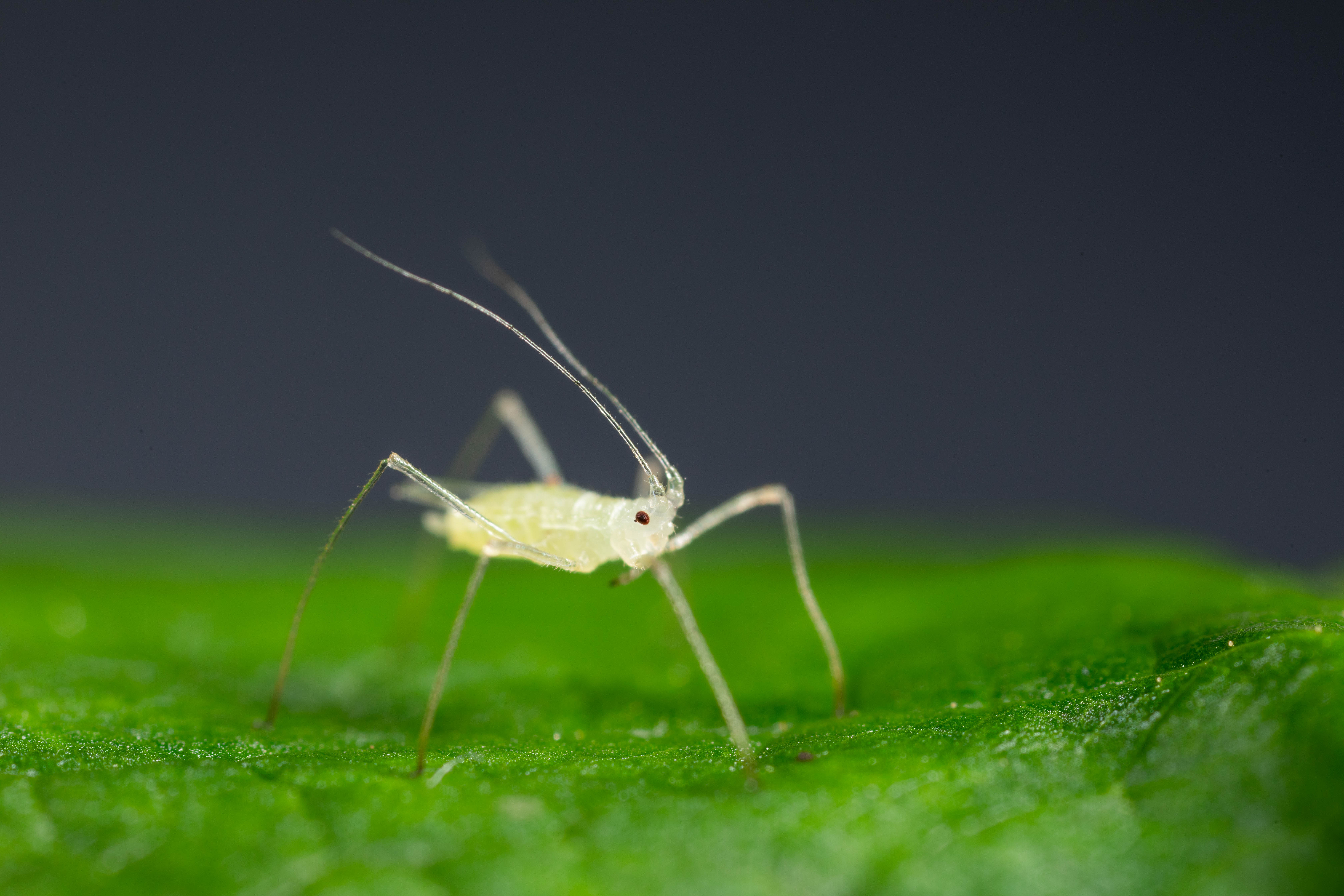 Pulgão grande da framboesa