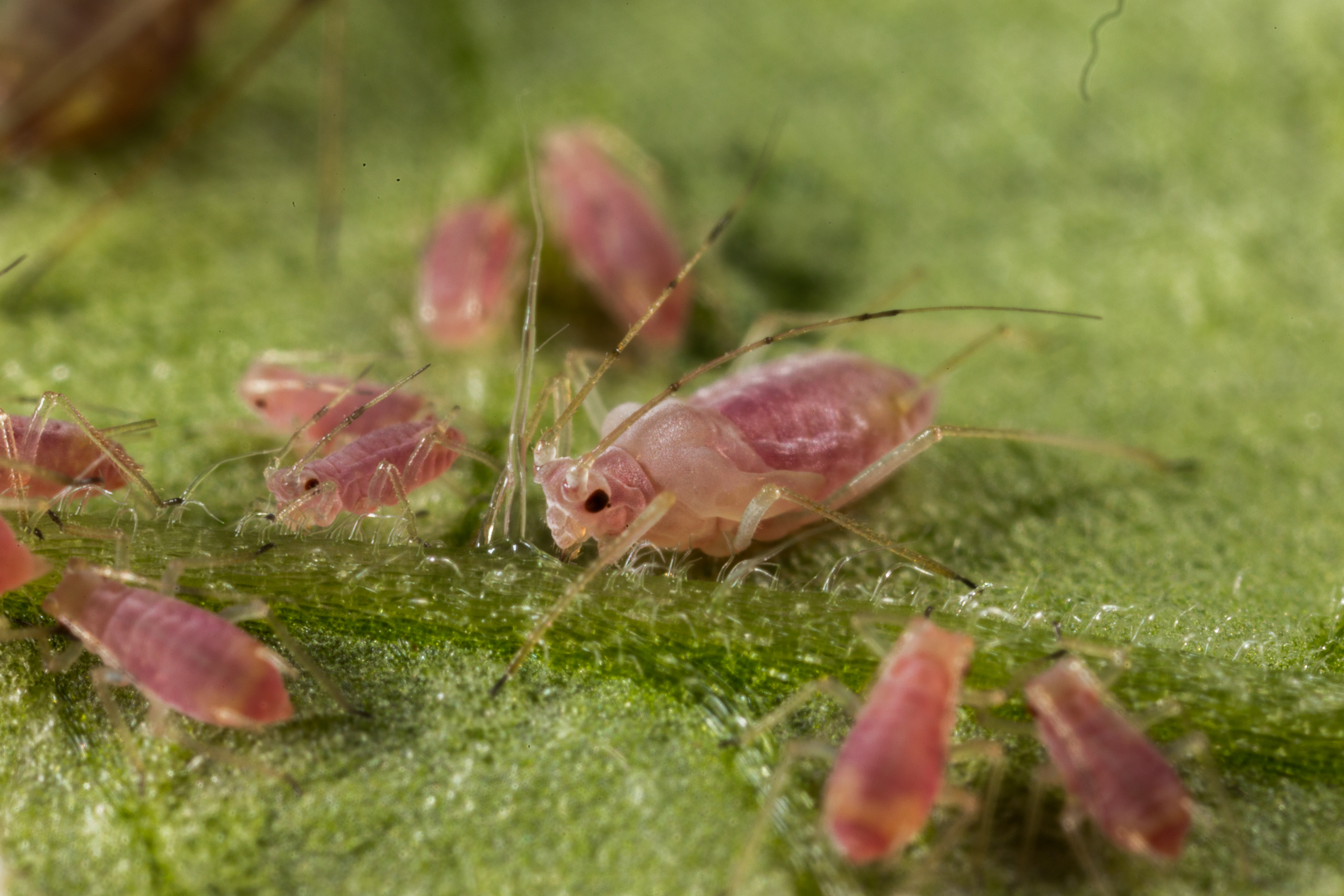 Potato aphid Macrosiphum euphorbiae