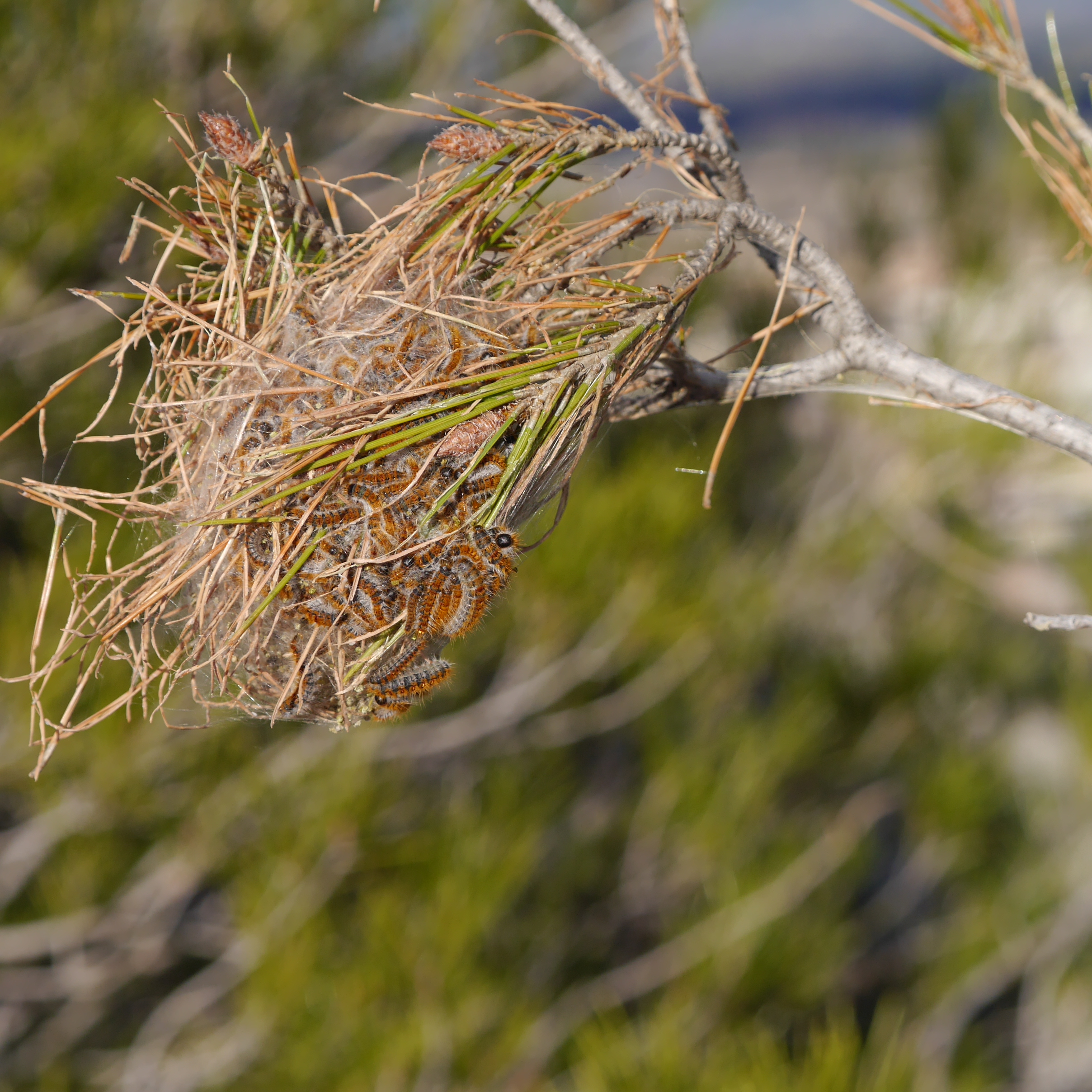 Traça processionária do pinheiro