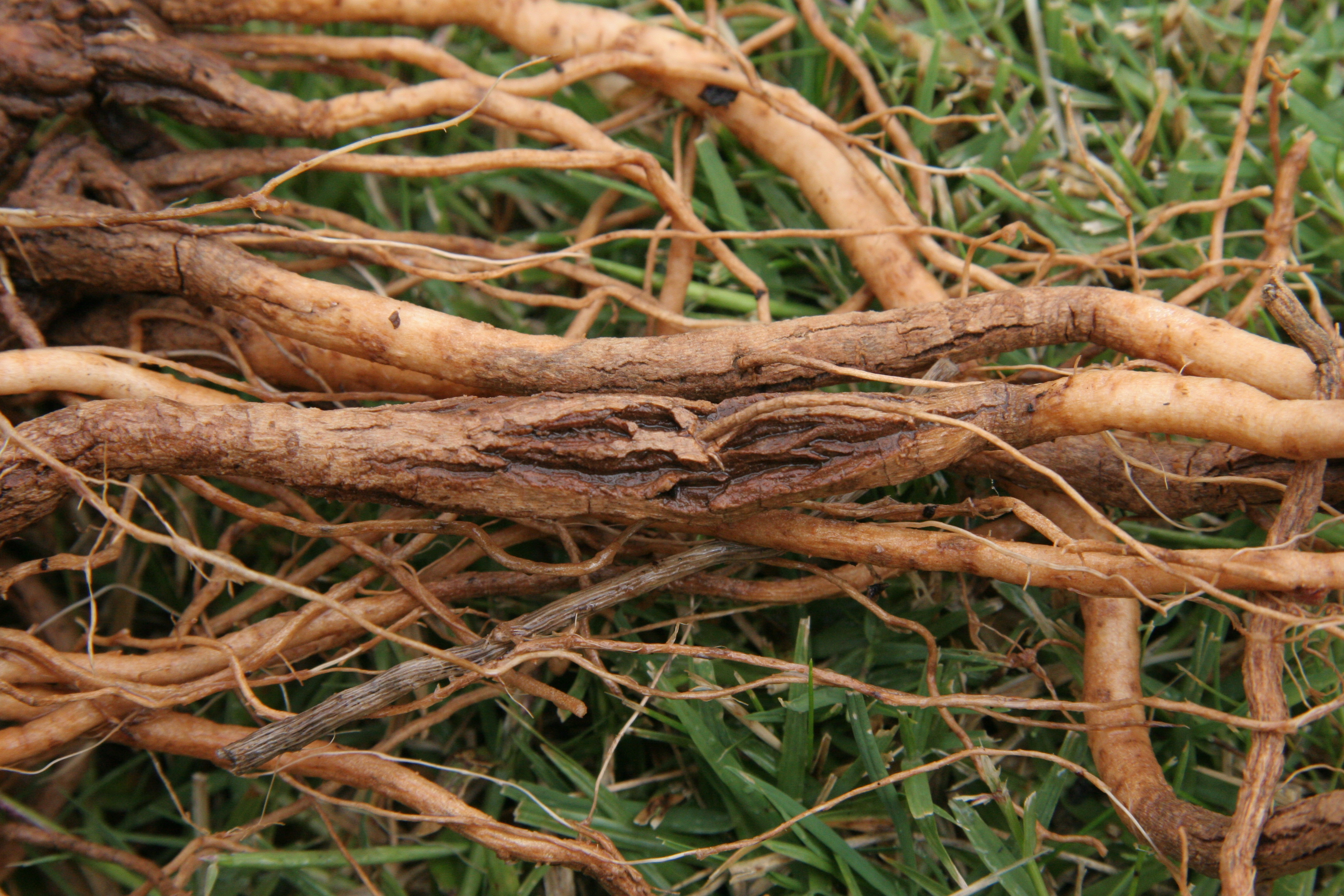 Brown root: Tomato rot Pyrenochaeta lycopersici