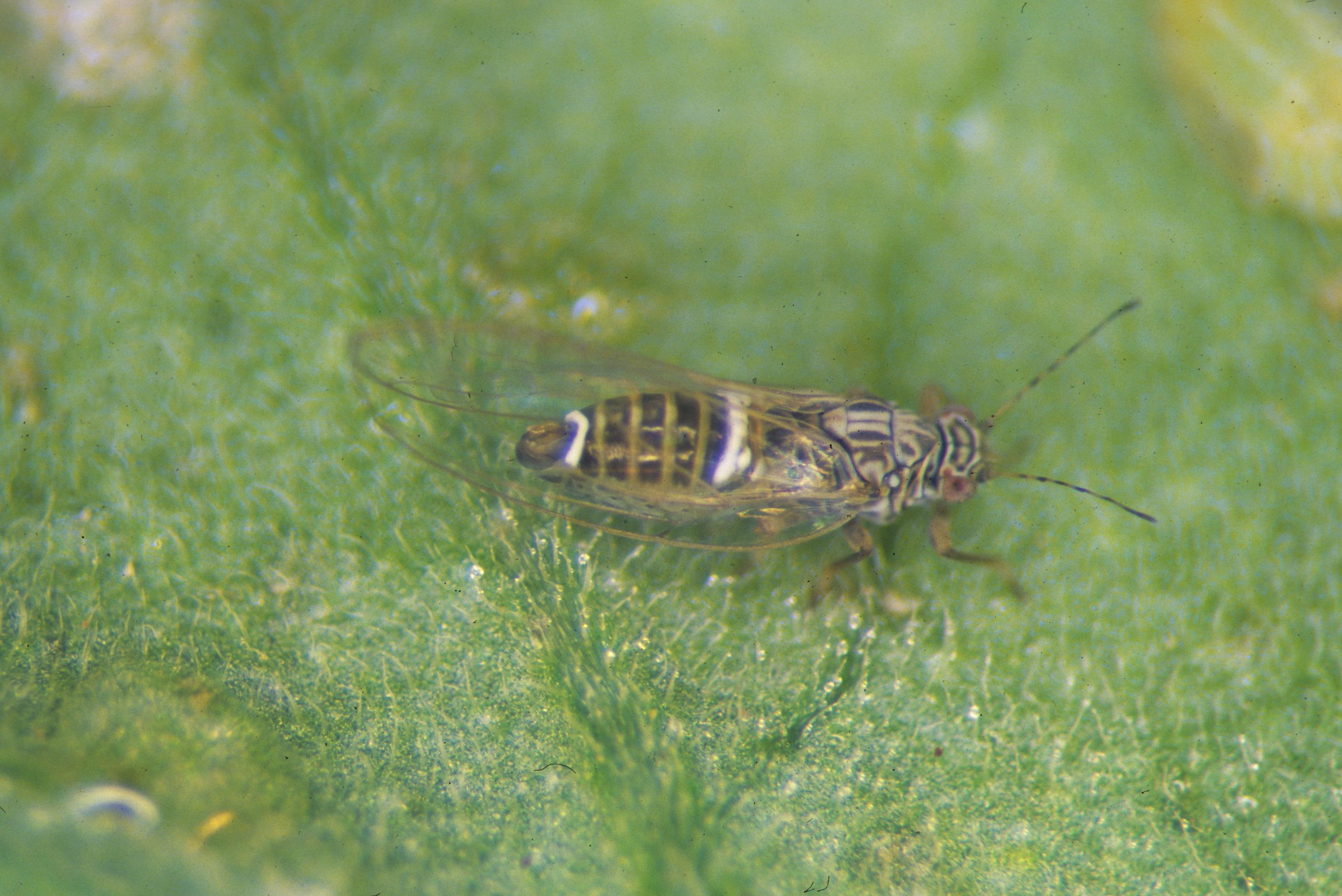 Tomato/Potato Psyllid Bactericera cockerelli Adult stage