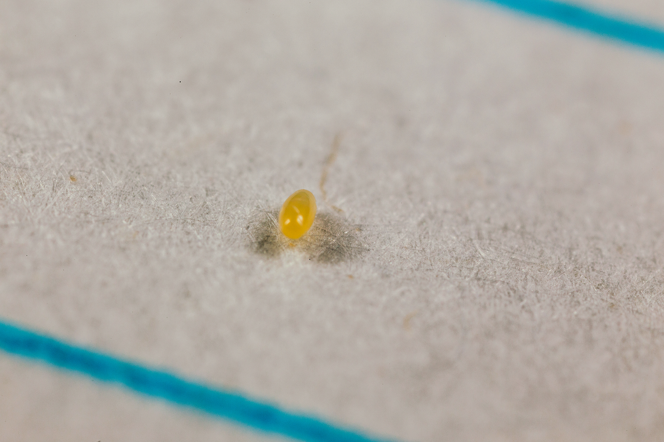 Estágio do ovo de Crypolaemus montrouzeri