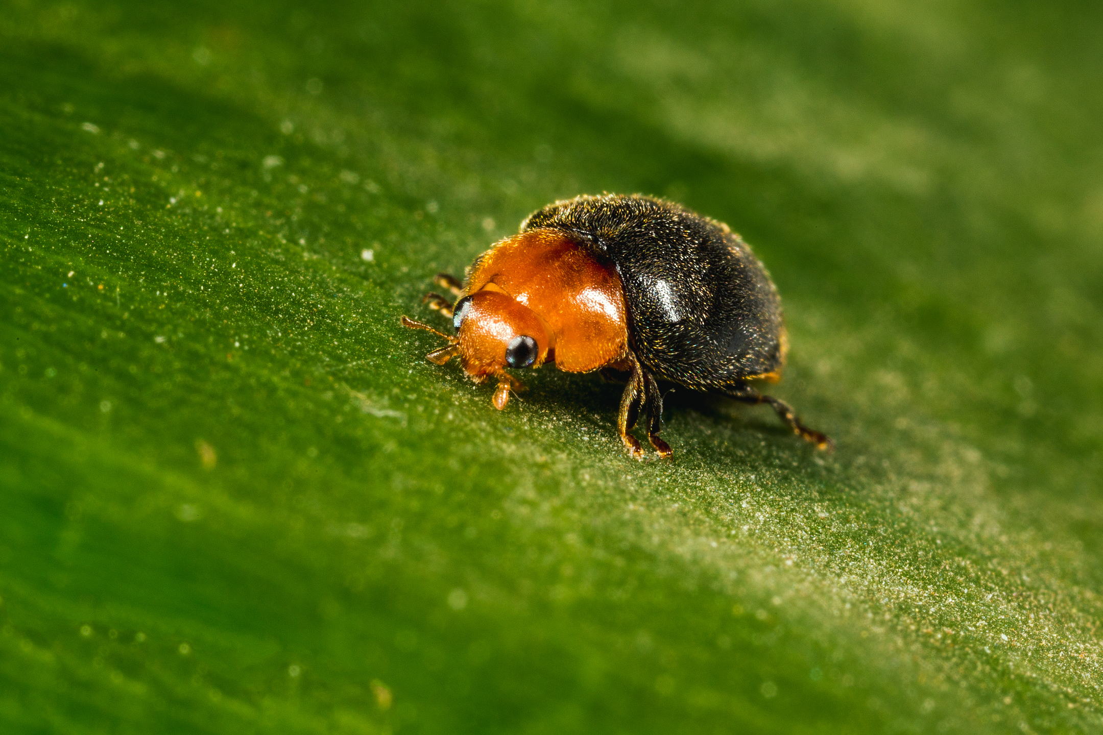 Crypolaemus montrouzeri fase adulta