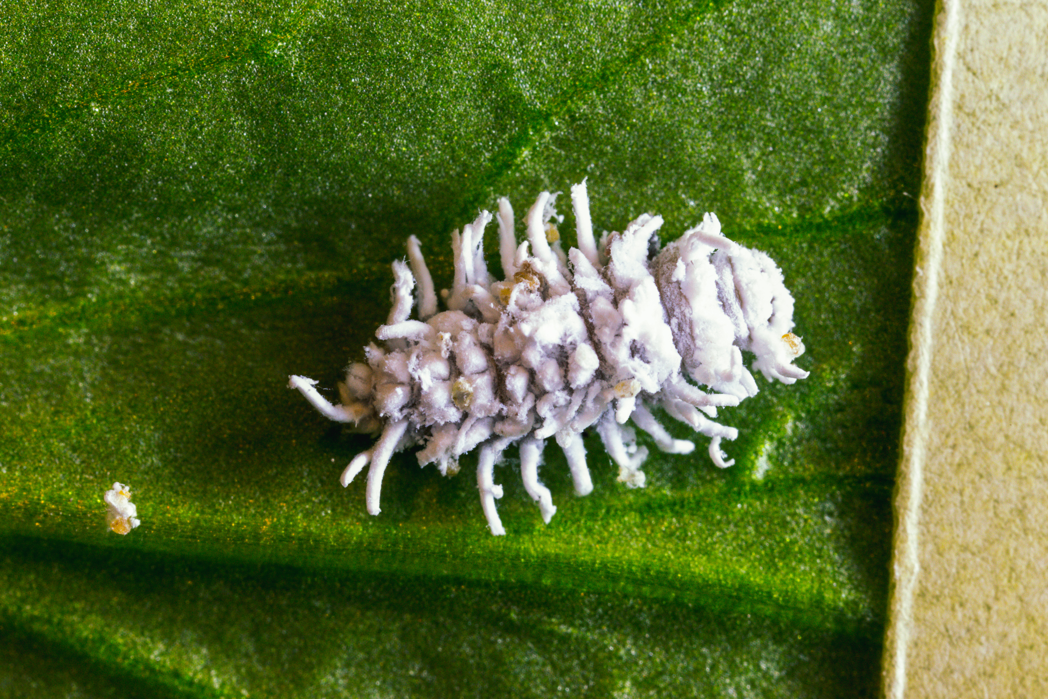 Estágio larval de Crypolaemus montrouzeri